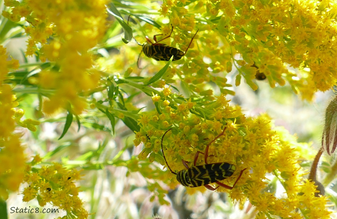 Two Locust Borers on Goldenrod blooms