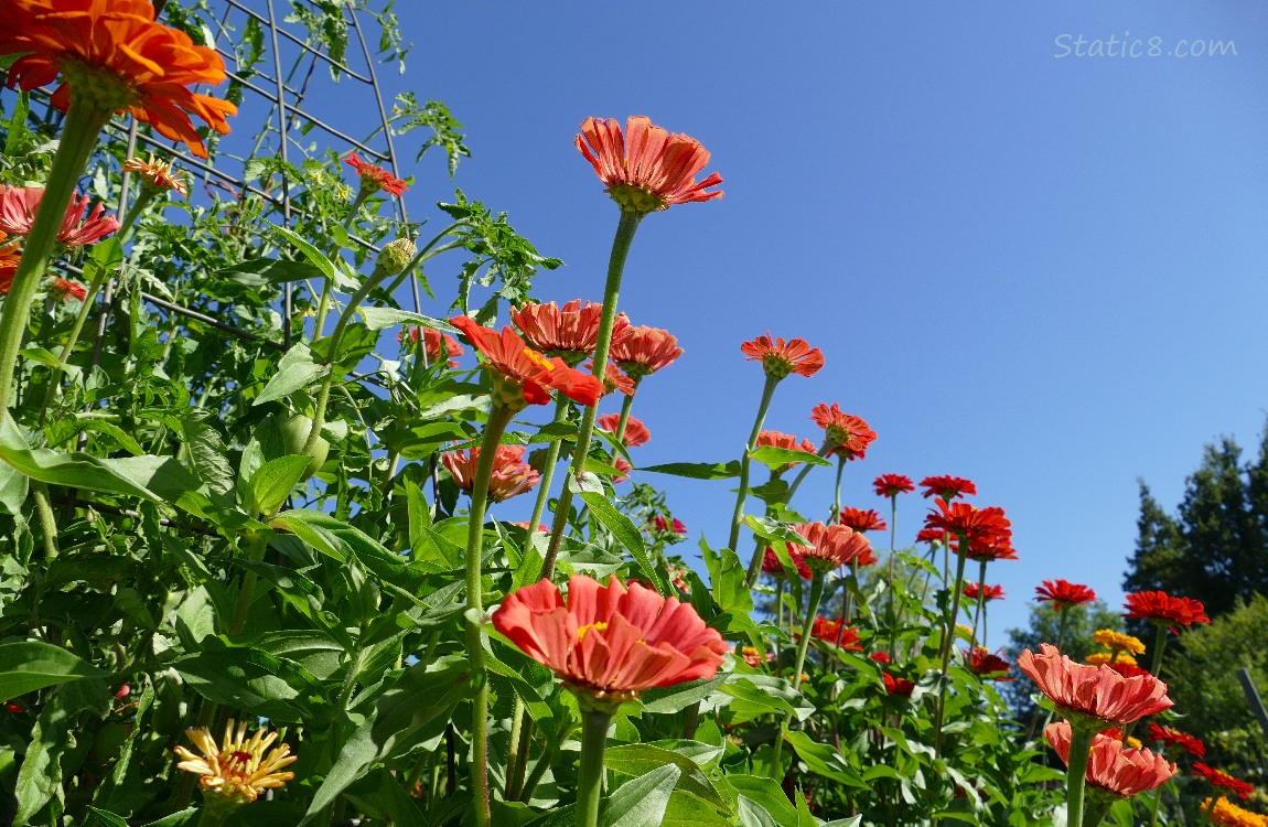 Pink Zinnia blooms in front of the blue sky