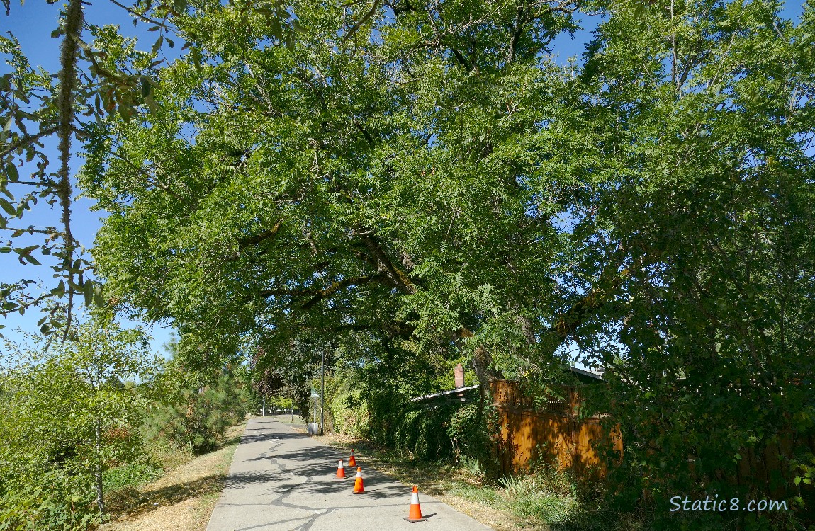 Bike path with trees overheaad