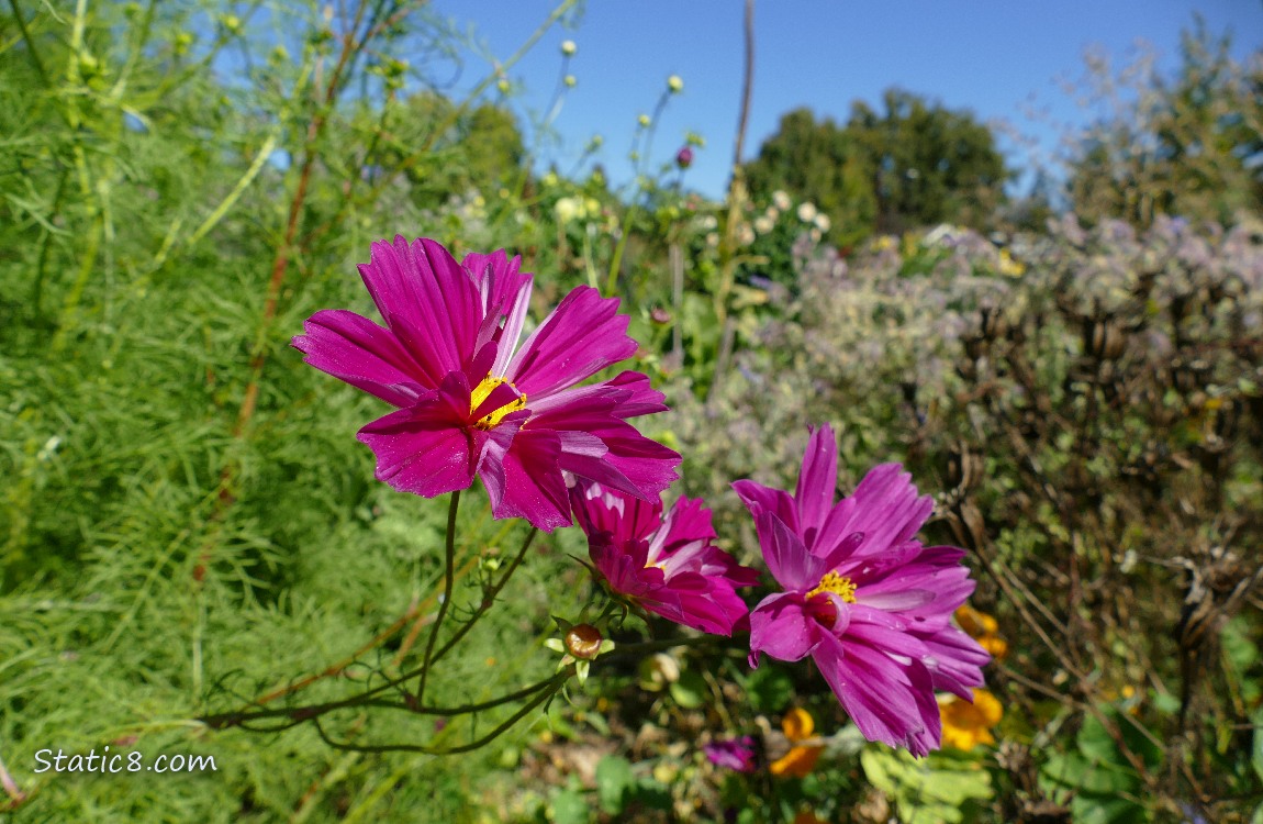 Red violet Cosmos blooms with the blue sky behind