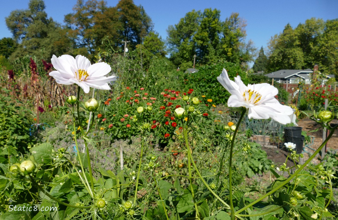 White Cosmos blooms in the garden