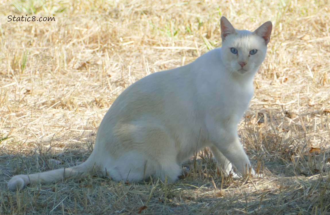Orange cream Siamese cat sitting in dry grass