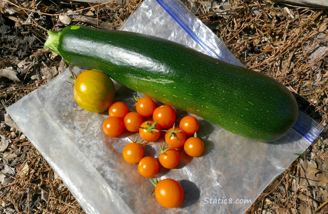 Harvested veggies on a ziplock bag on the ground