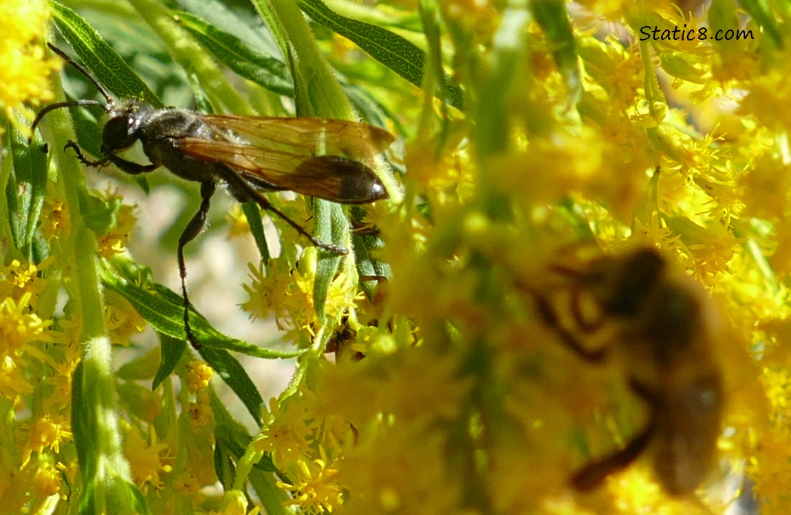 Wasp and Honey Bee on the Goldenrod blooms