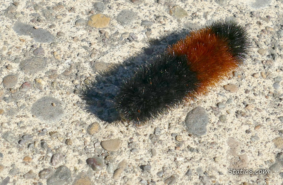 Woolly Bear Caterpillar on the sidewalk