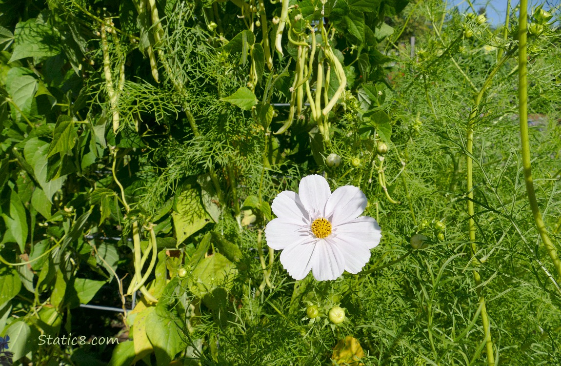 White Cosmos bloom in front of Wax Beans in the background