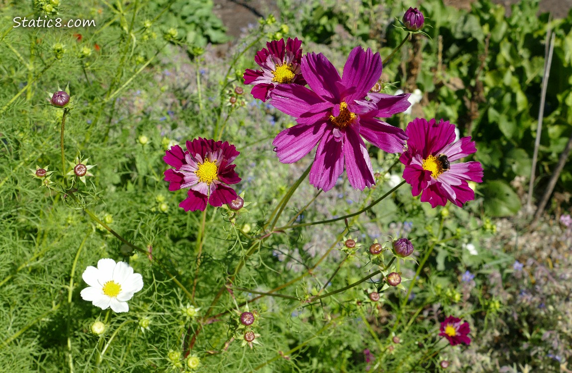 Red violet Cosmos blooms with buds