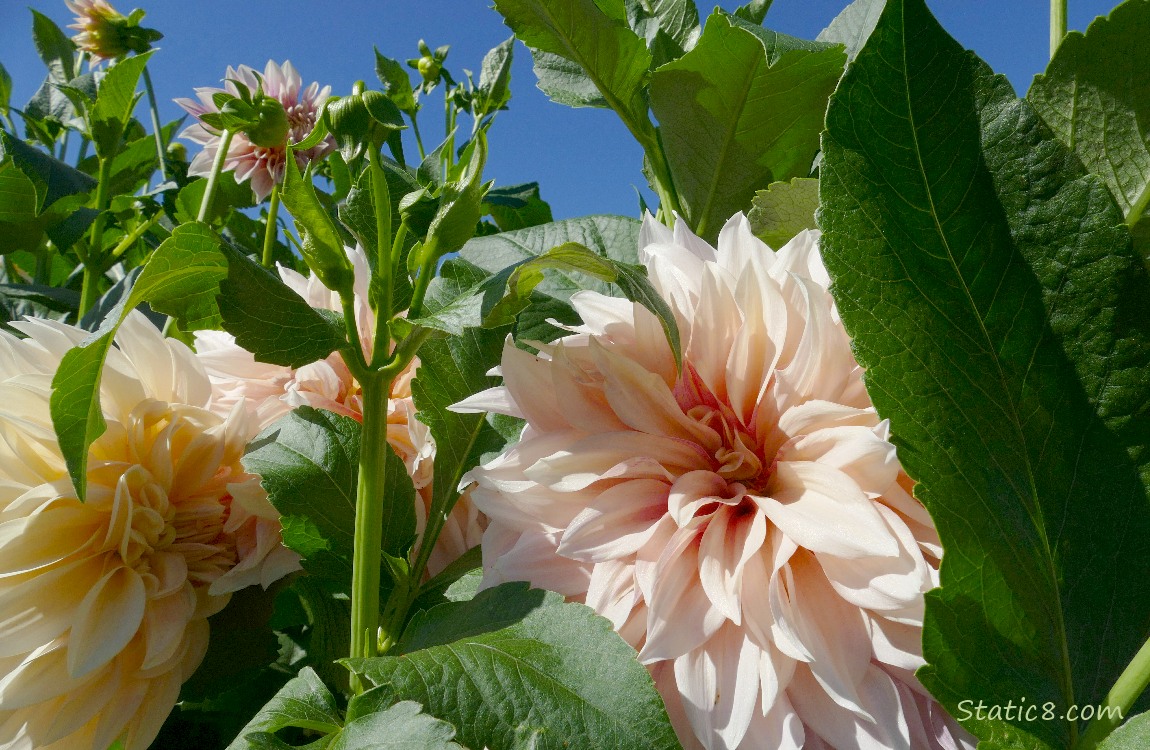 Pink Dahlia blooms tucked behind the leaves