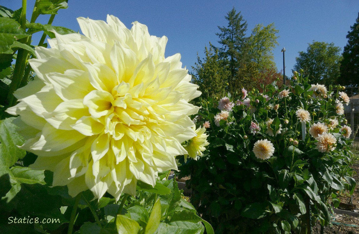 Pale yellow Dahlia bloom with another blooming bush in the background