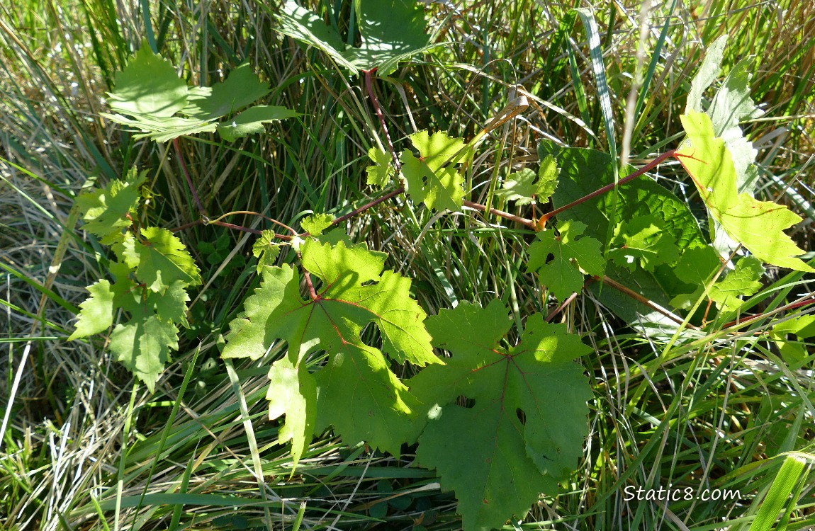 Grape leaves surrounded by grass