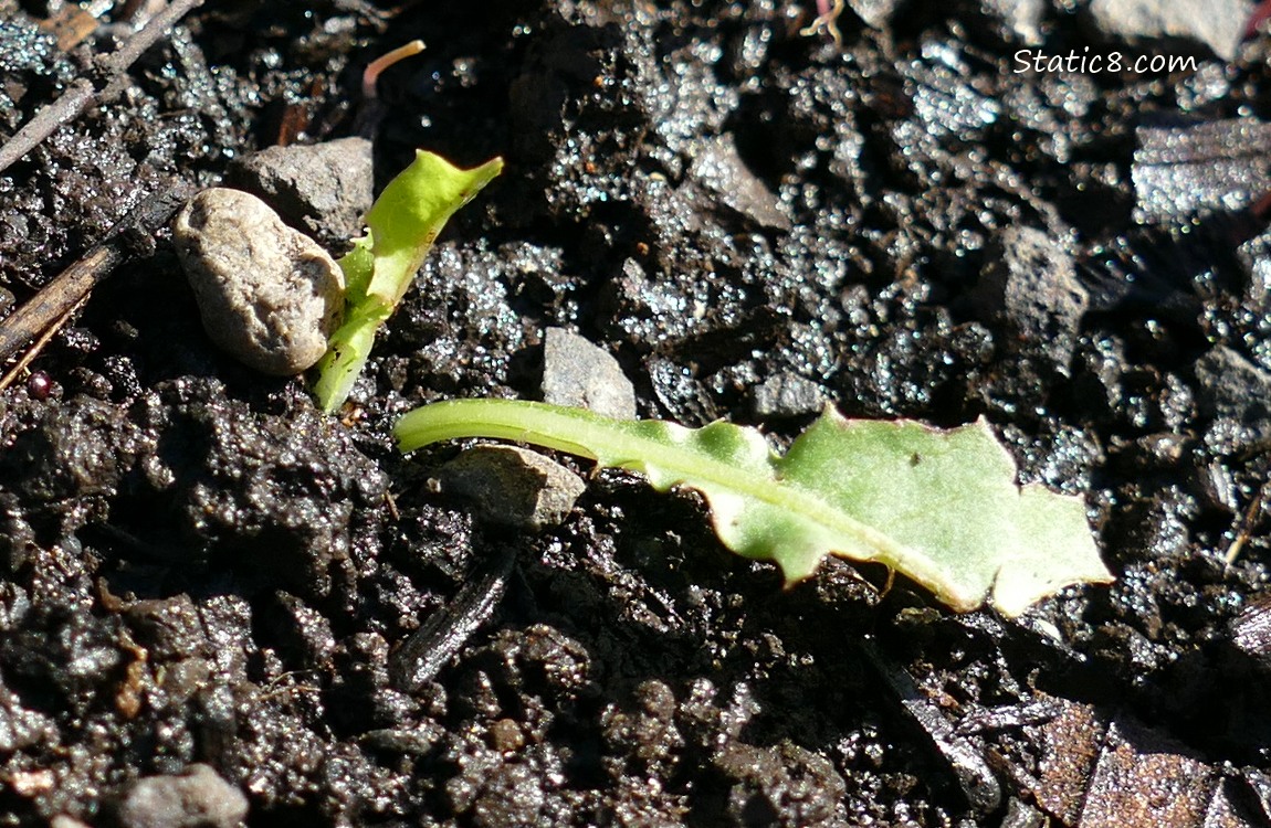 Baby Lettuce seedling in the dirt