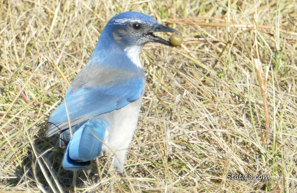 Scrub Jay standing in grass, holding a Gooseberry in their beak