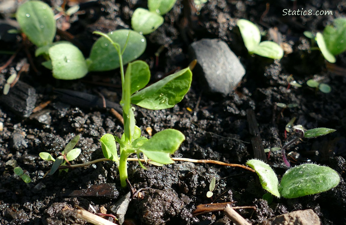 Snap Pea seedling growing in the dirt