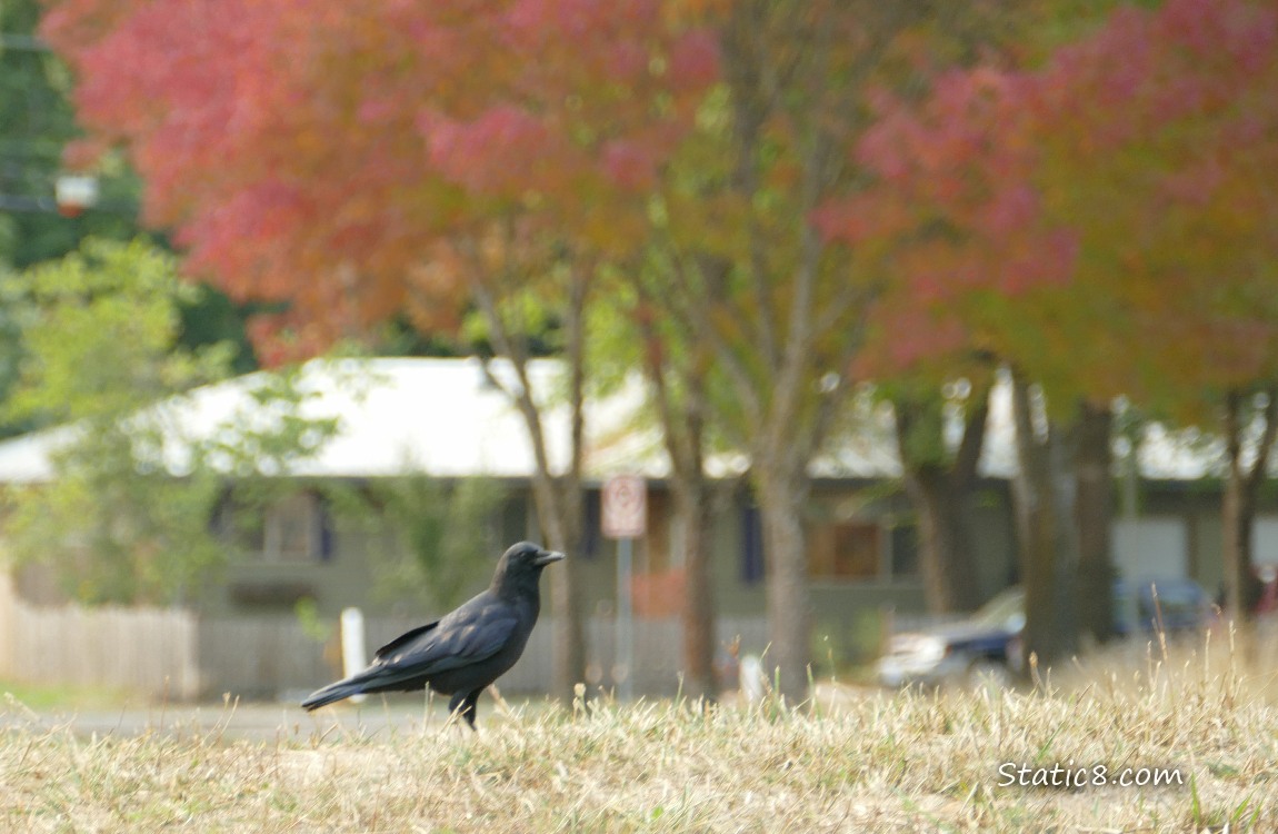 American Crow standing in the grass with a neighborhood street and home in the background