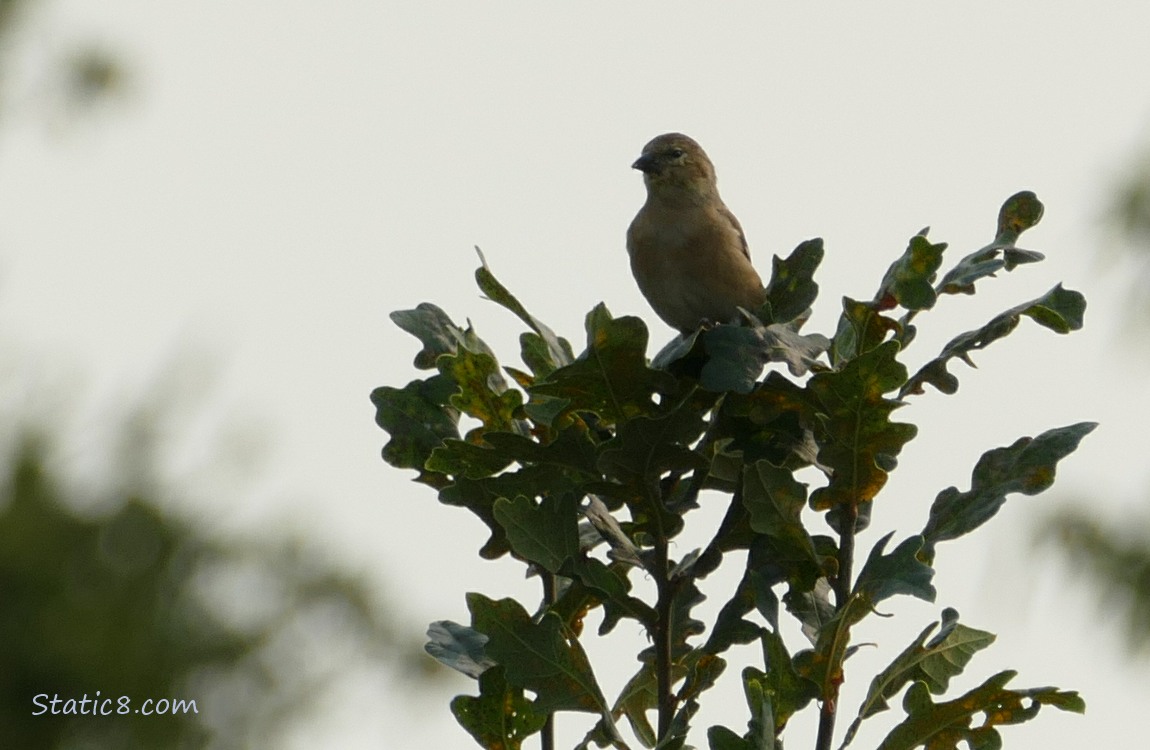 Goldfinch standing at the top of a oak tree