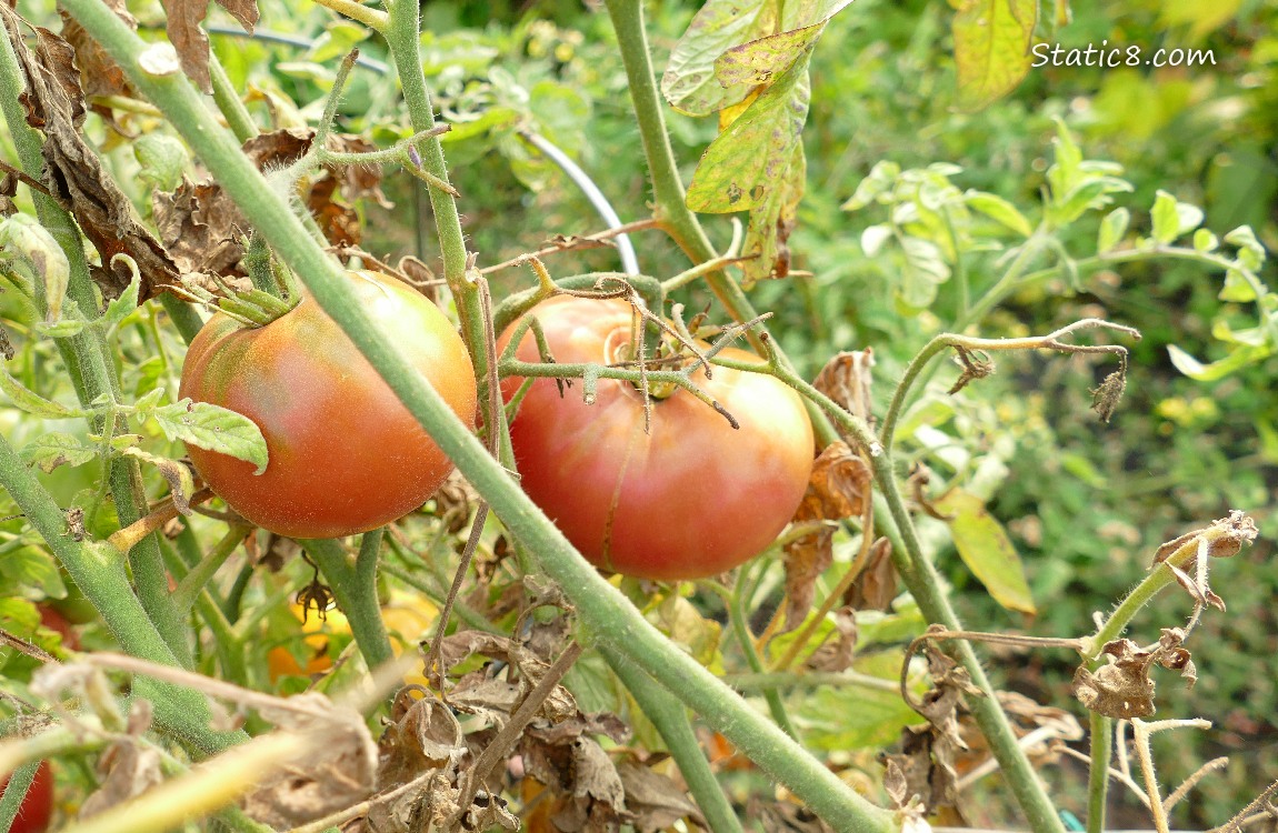 Tomatoes ripening on the vine