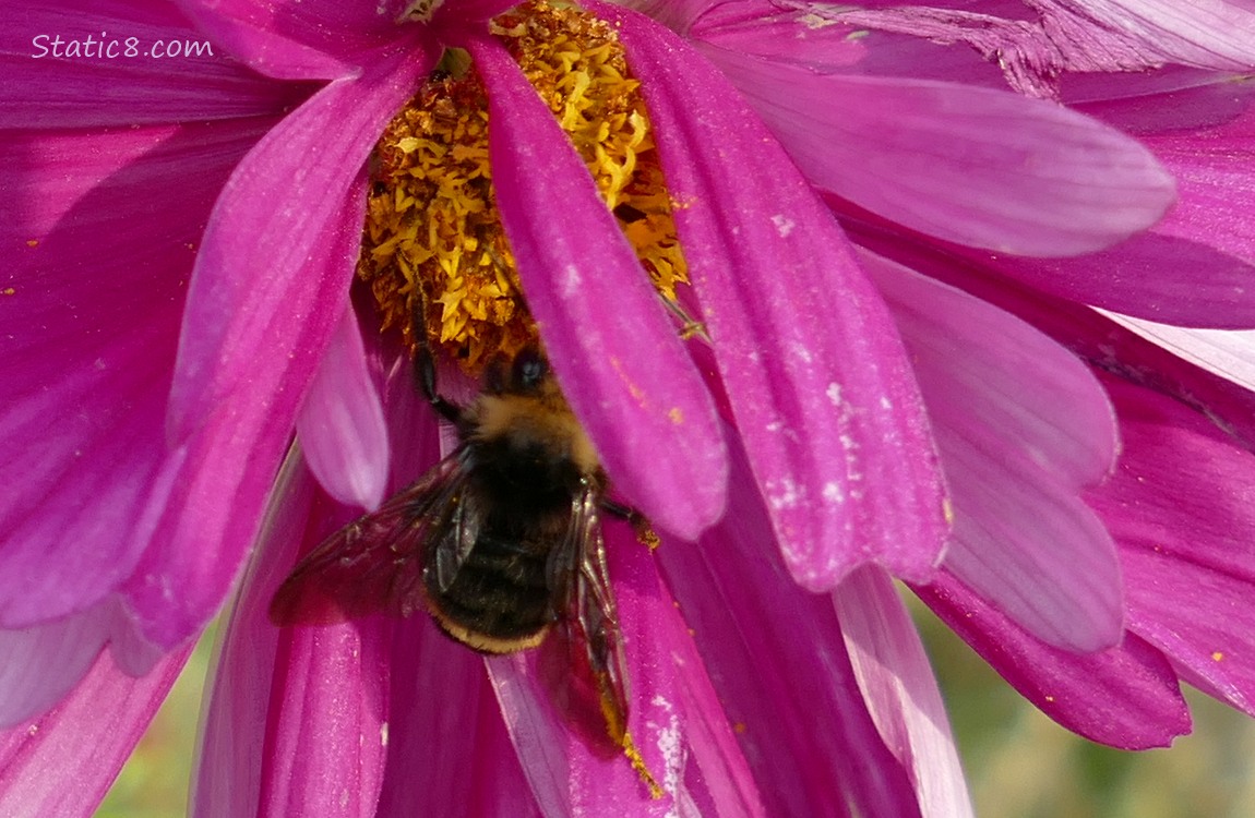 Bumblebee in a red violet Cosmos bloom