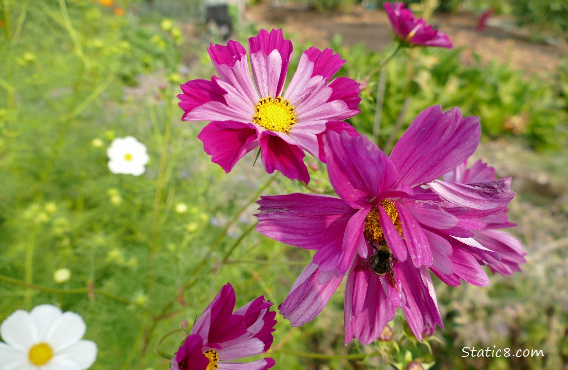 Red violet Cosmos blooms