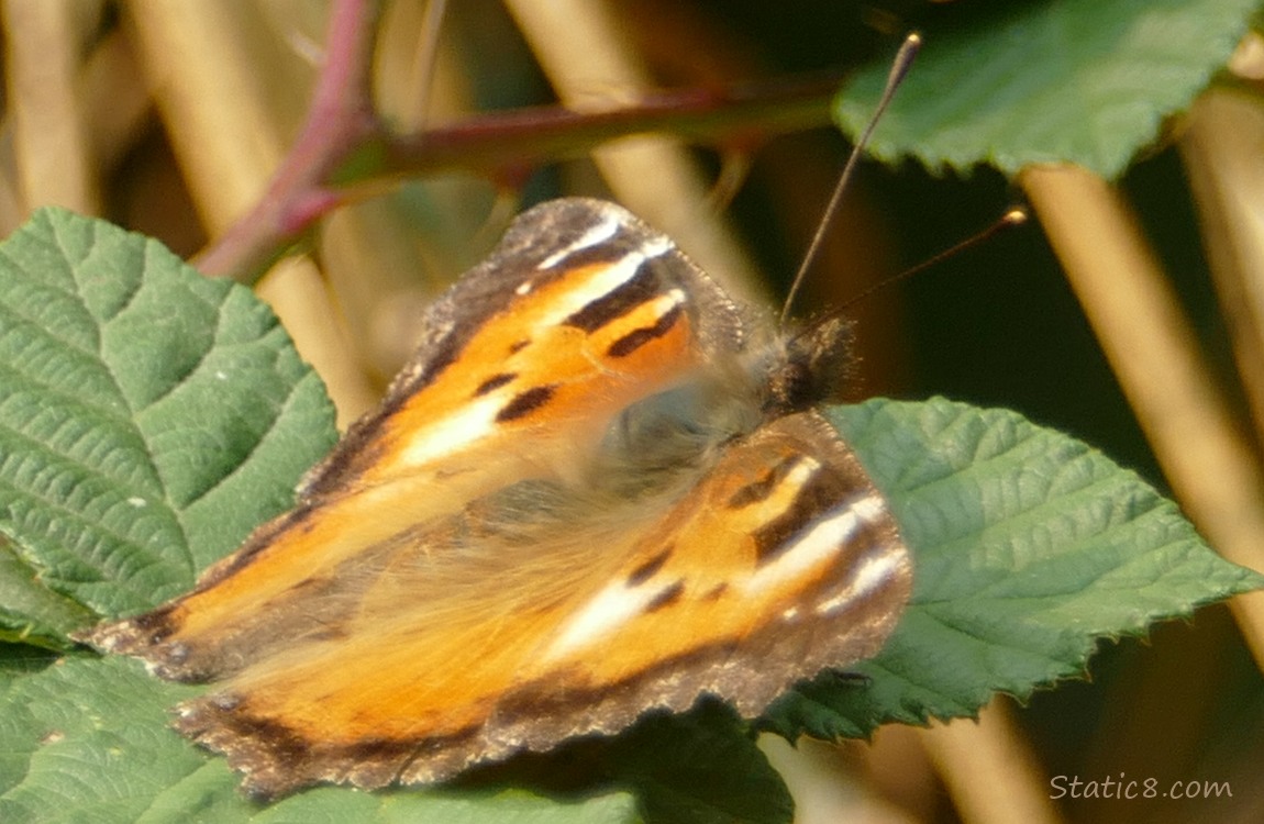 Painted Lady Butterfly on a green leaf