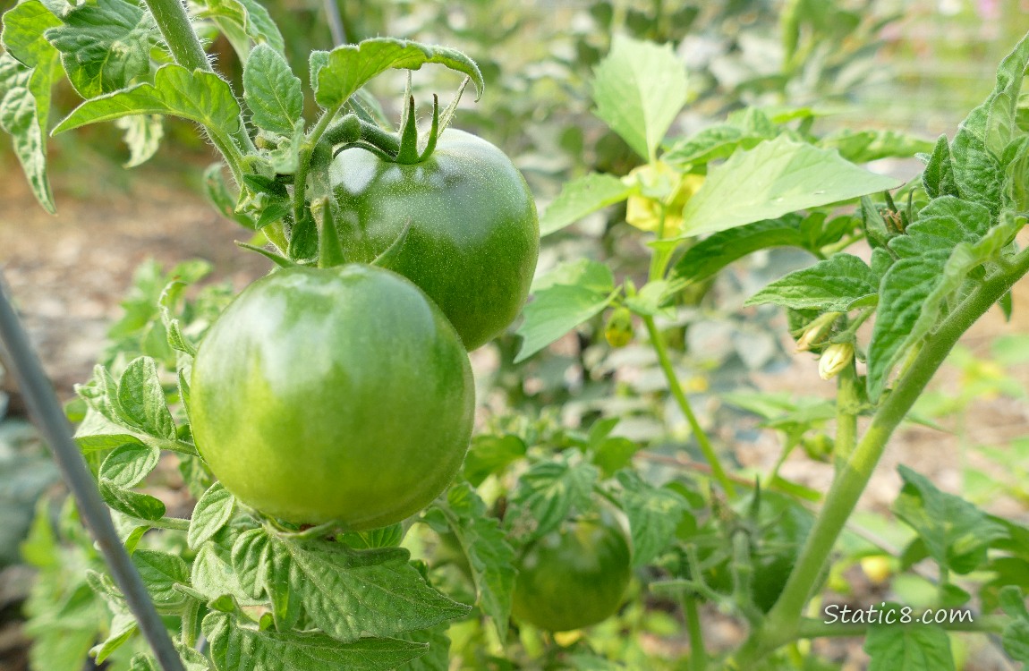 Green tomatoes ripening on the vine