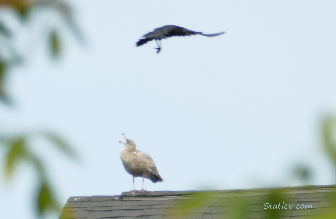 Gull standing on a roof top, getting mobbed by a crow