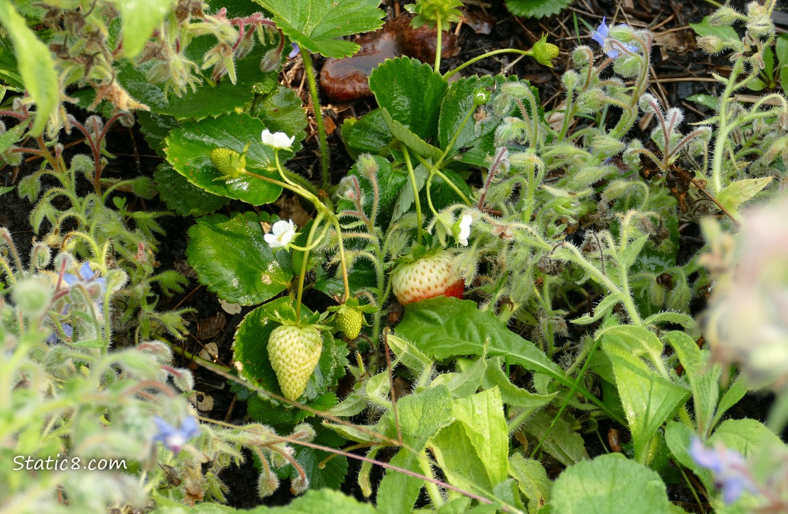 Strawberry patch with green fruits growing