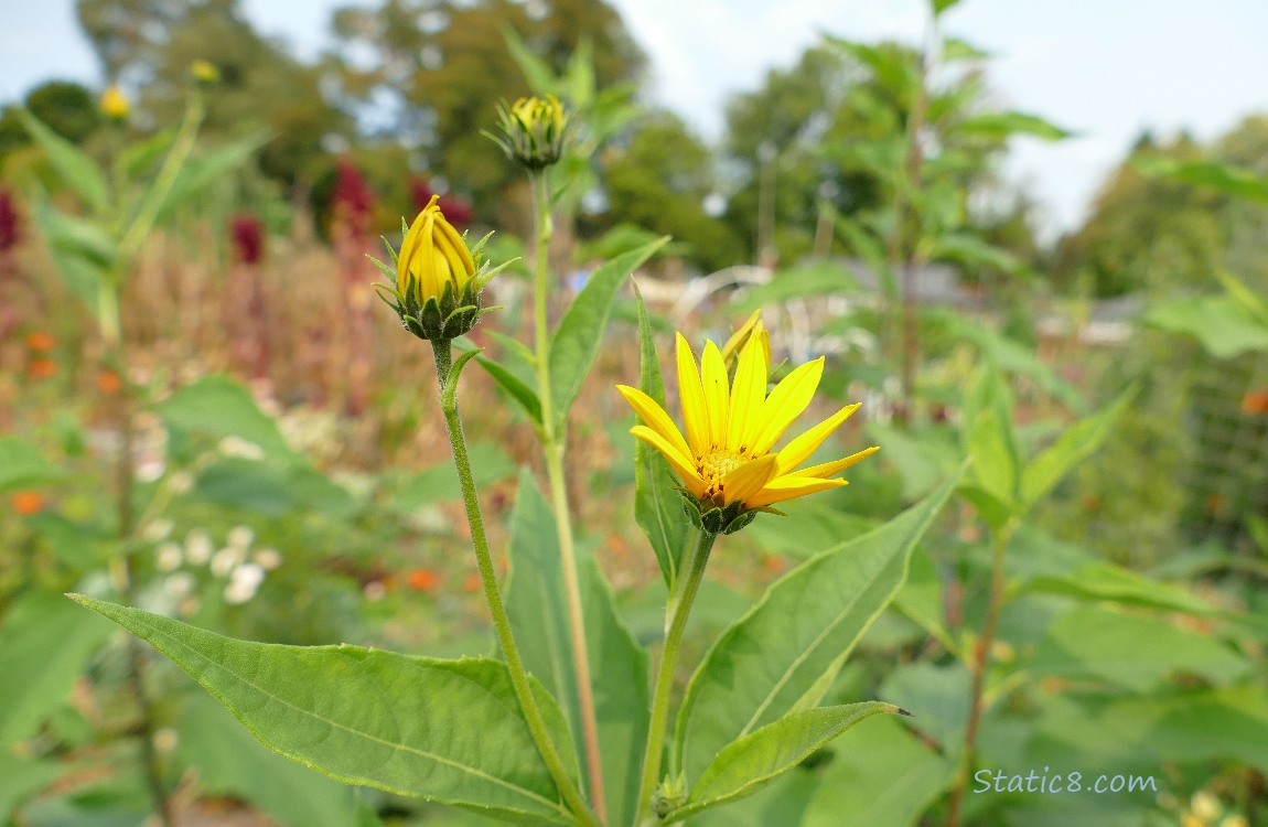 Sunchoke blooms in the garden