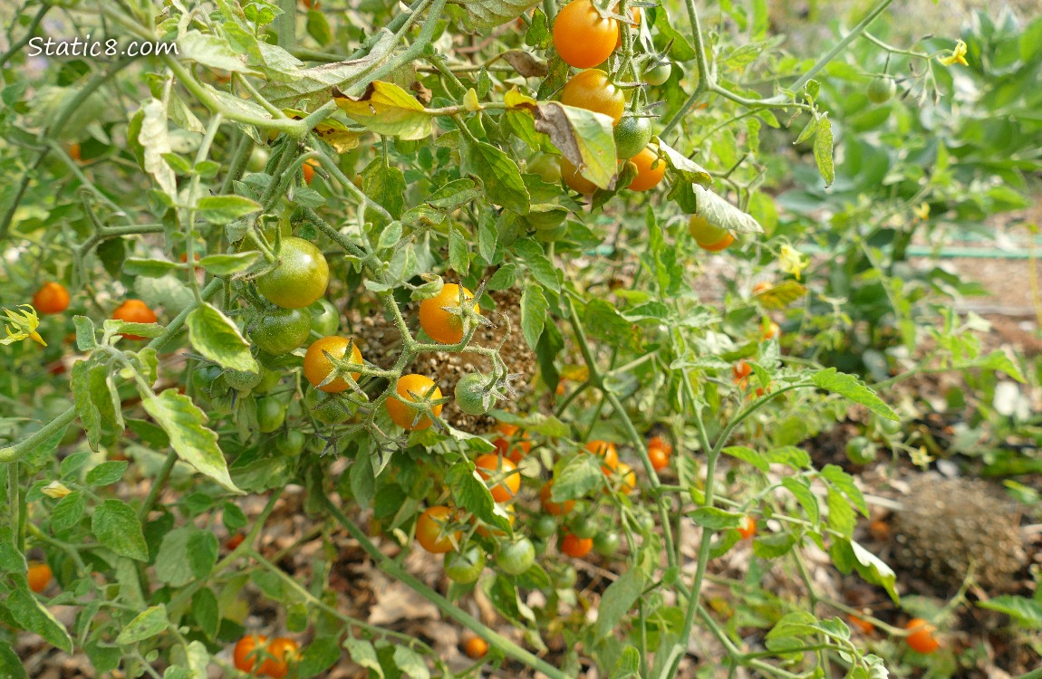 Sungold plant with many fruits coming on