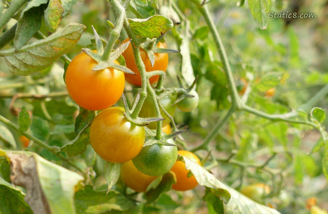 Close up of a branch of Sungold tomatoes in various stages of ripeness