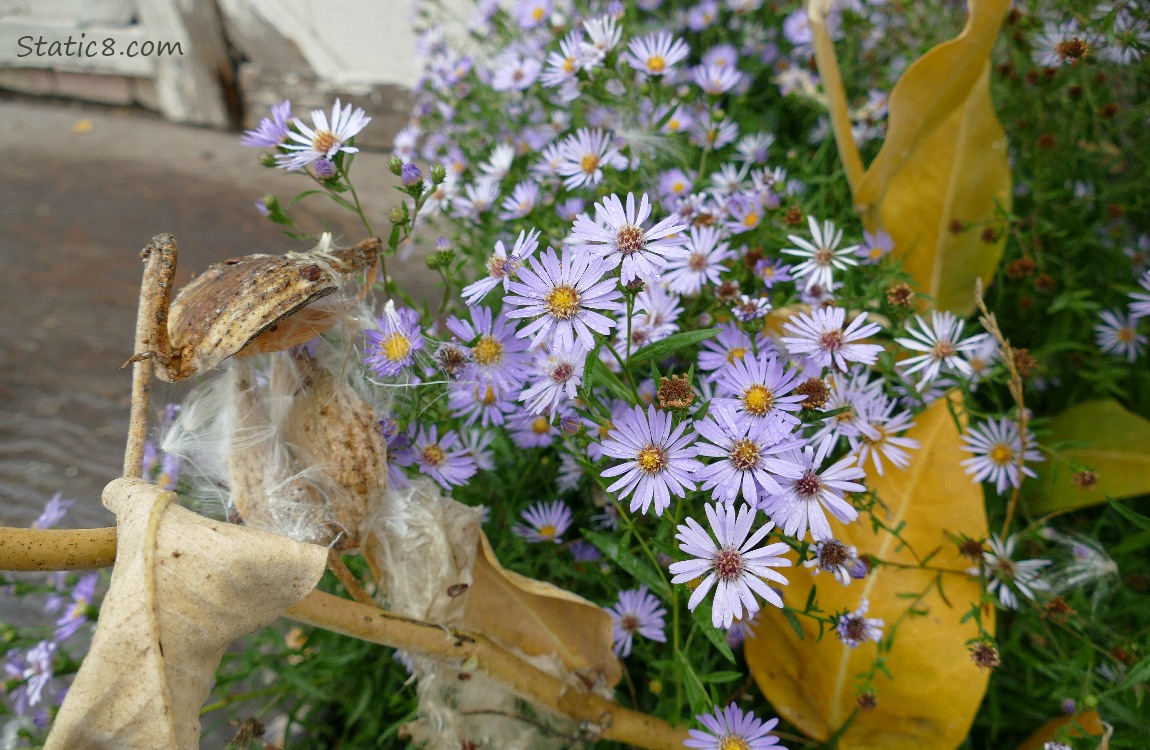 Aster blooms next to the Milkweed seed pods