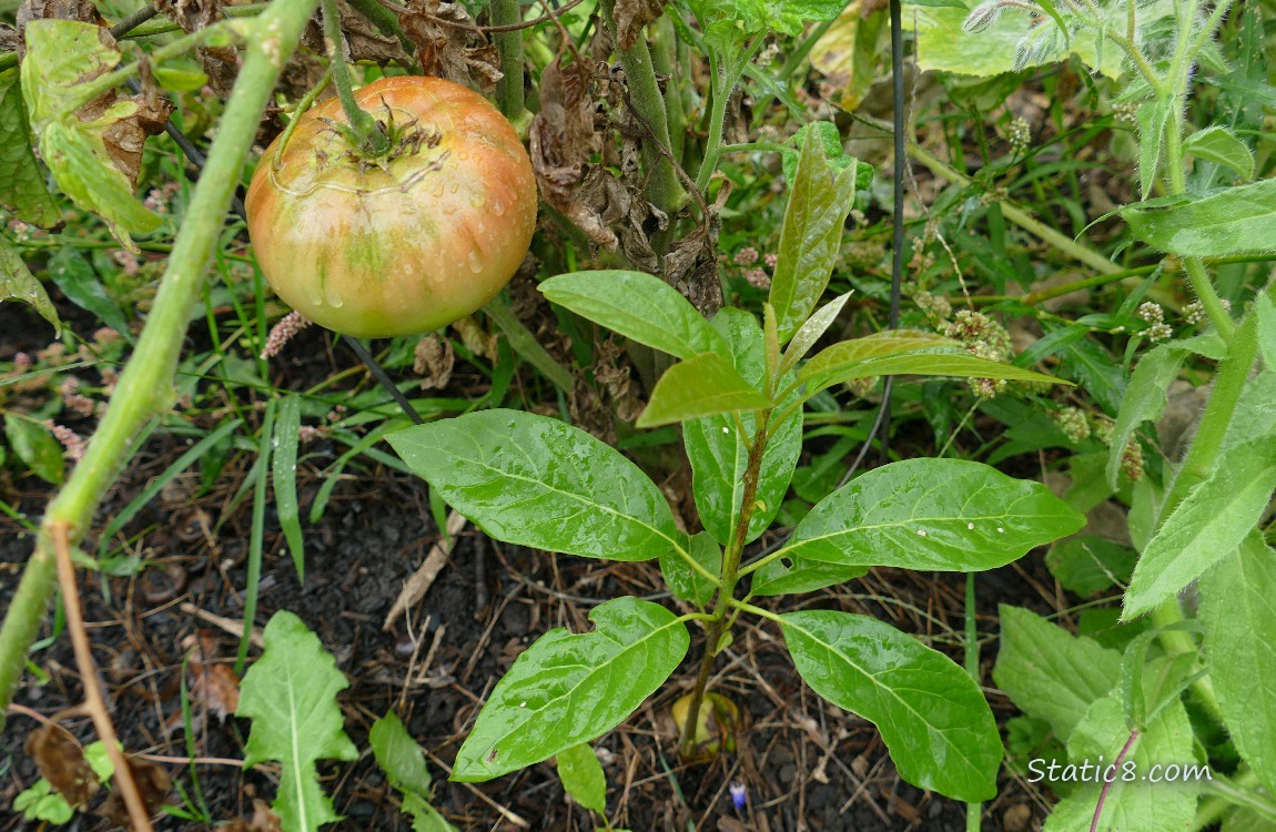 Avocado growing in the dirt, with a ripening tomato