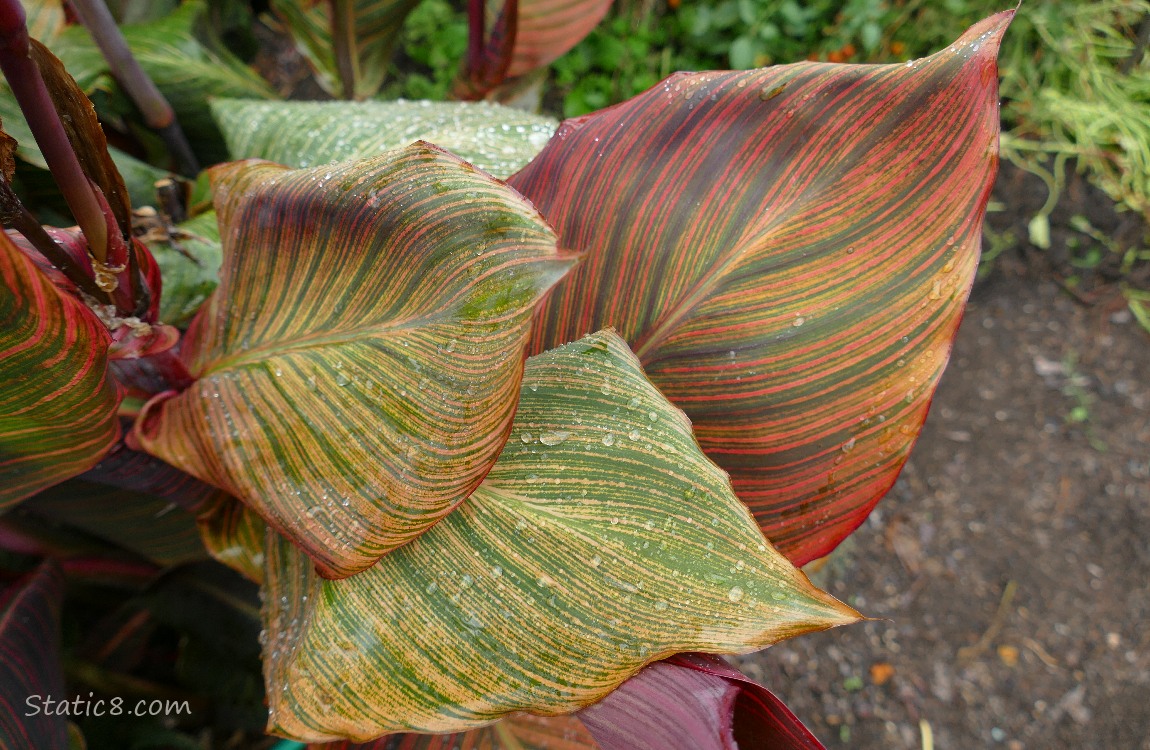 Striped leaves of the Canna Lily