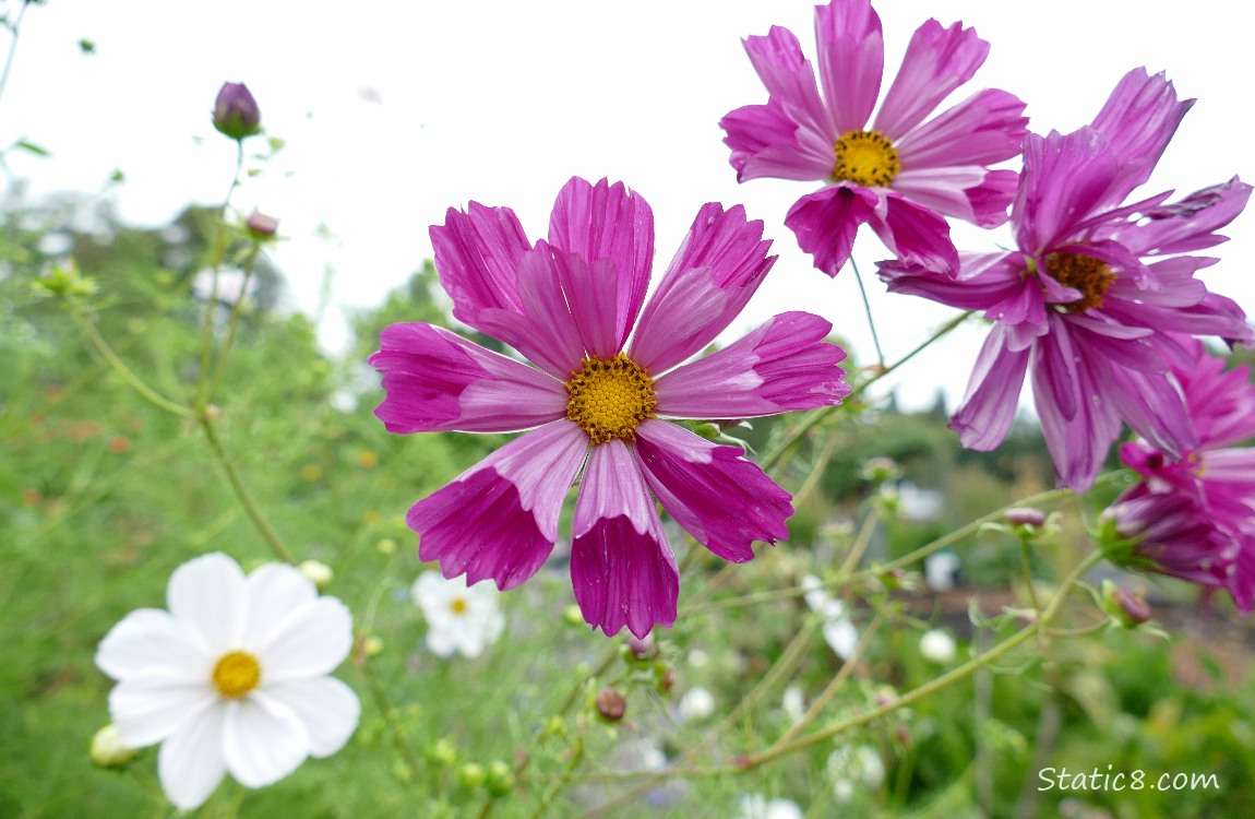 Red violet Cosmos blooms