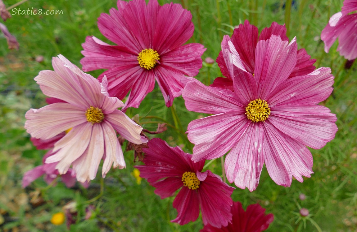 dusky rose coloured Cosmos blooms