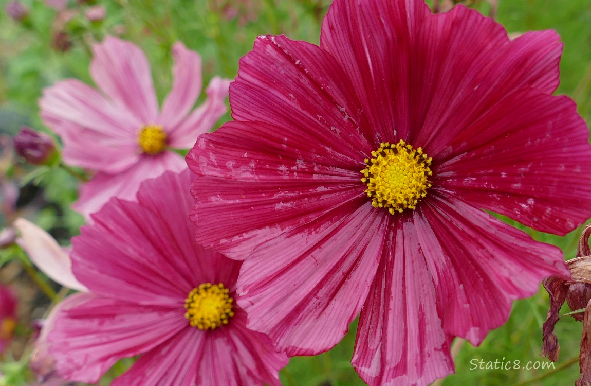 dusky rose coloured Cosmos blooms