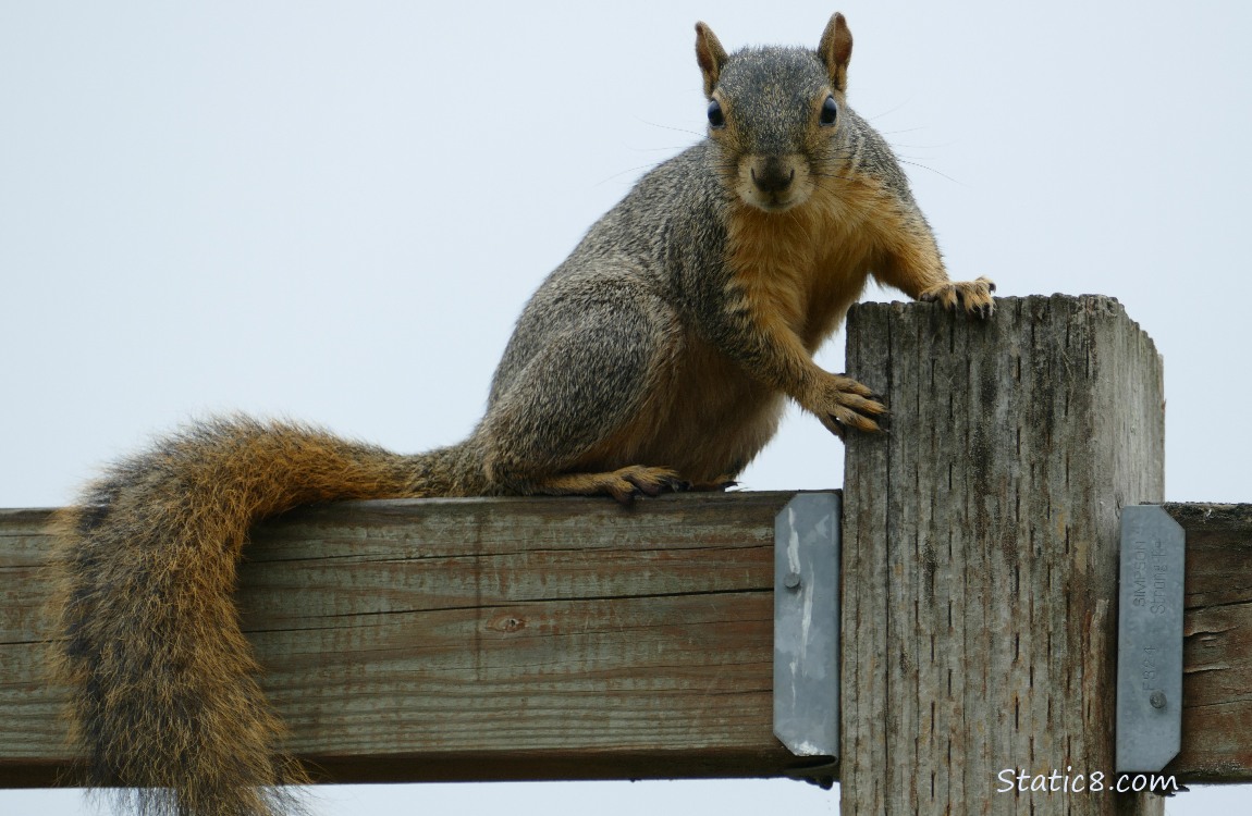 Squirrel sitting on a wood fence