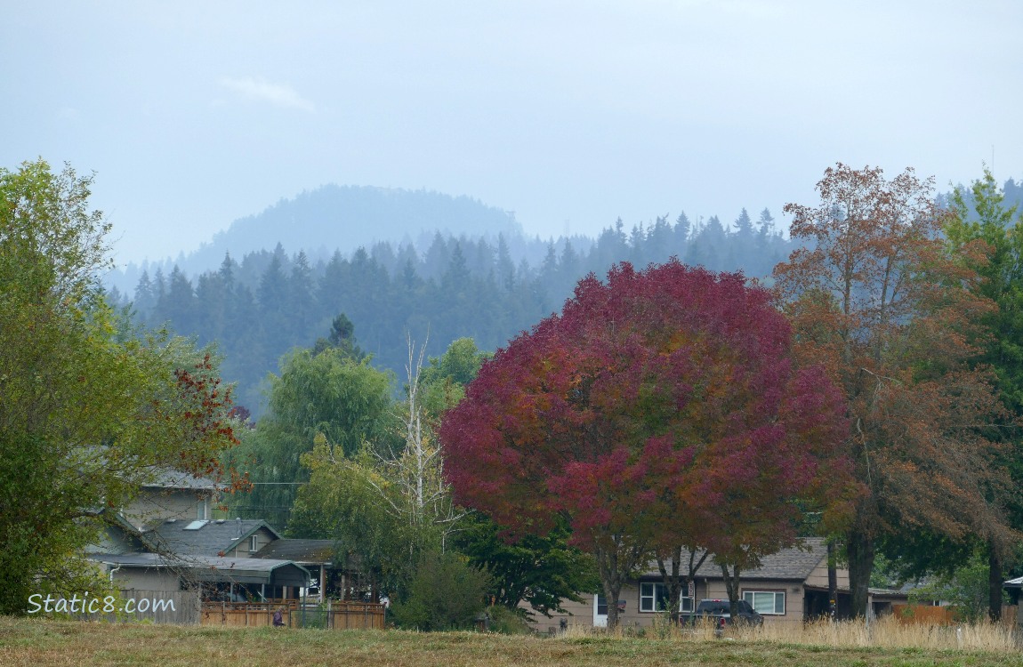 trees on the hill in the distance