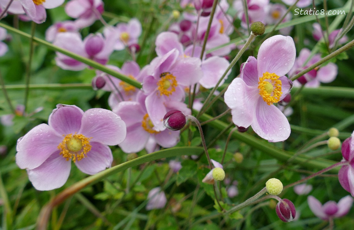 Pink Japanese Anemone blooms