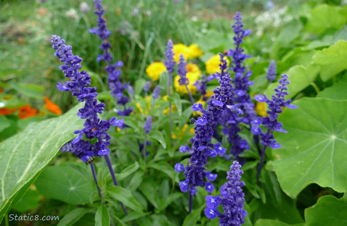 Unknown purple flowers