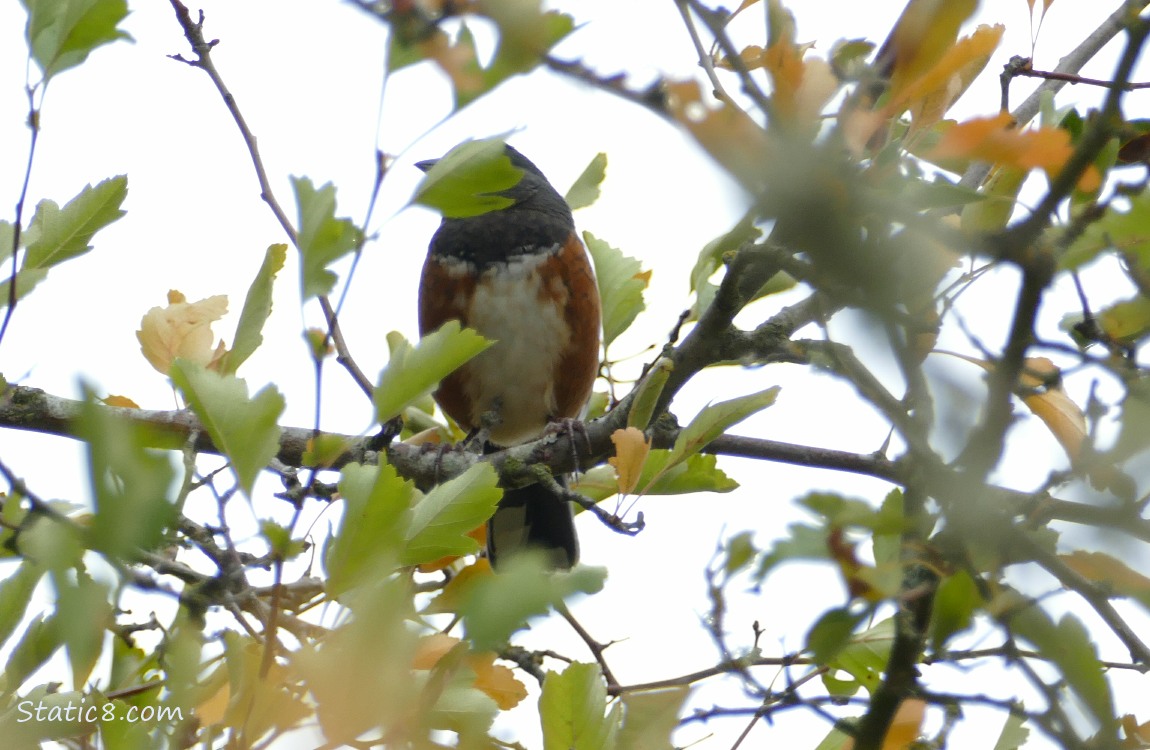 Towhee perched in a tree with a leaf hiding his face