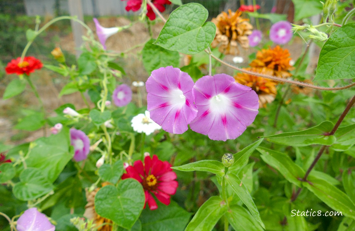 Pink Morning Glory blooms
