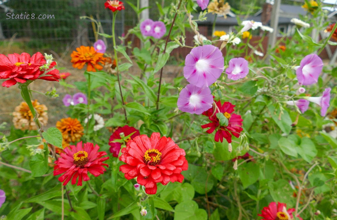 Red Zinnia blooms and pink Morning Glories