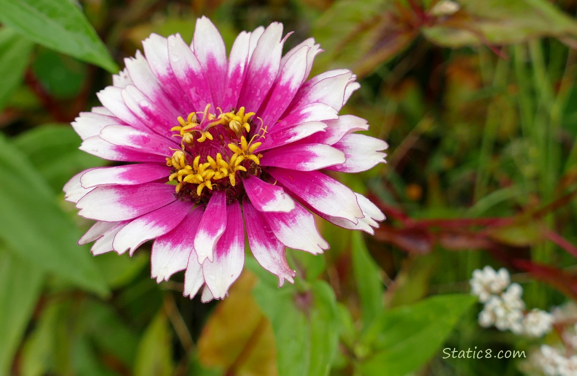 White and pink Zinnia bloom