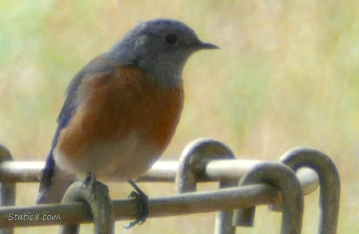 Bluebird standing on a Frisbee Golf target