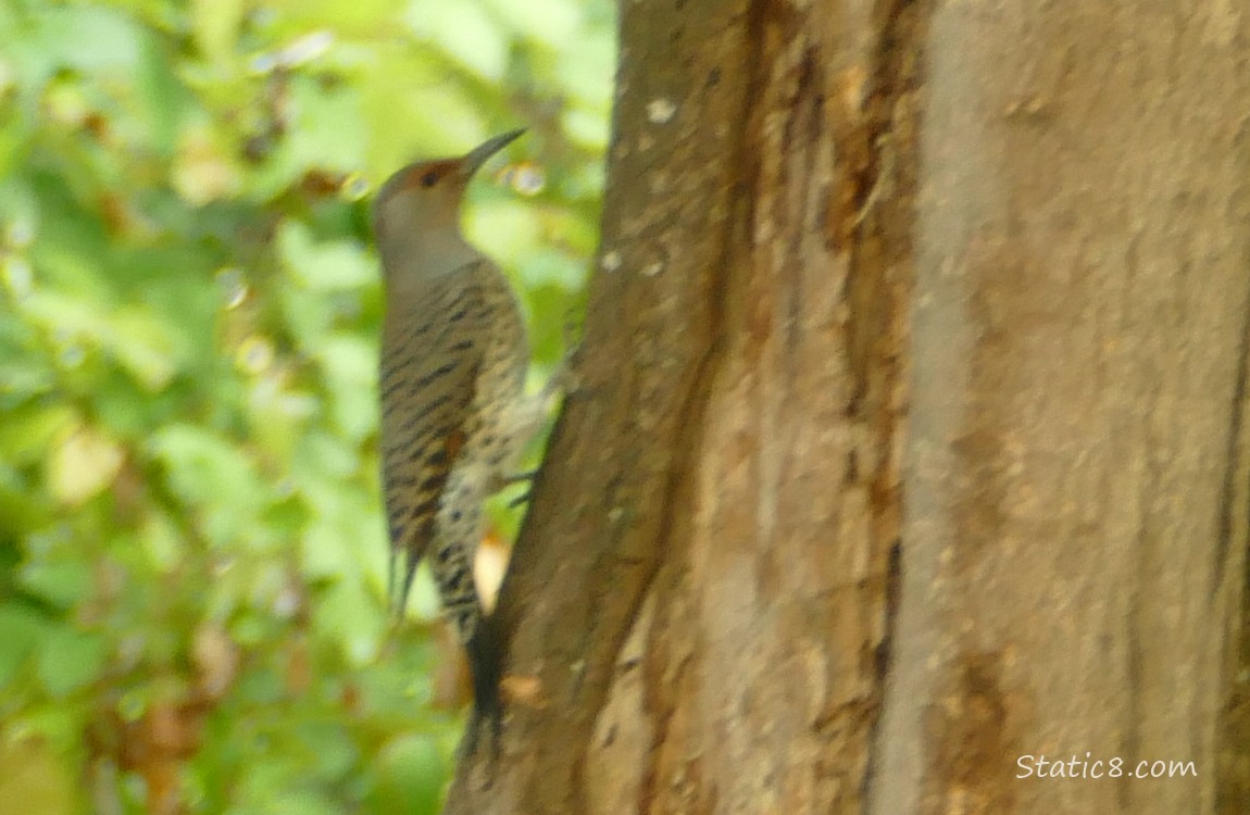 Blurry Northern Flicker standing on the side of a tree trunk