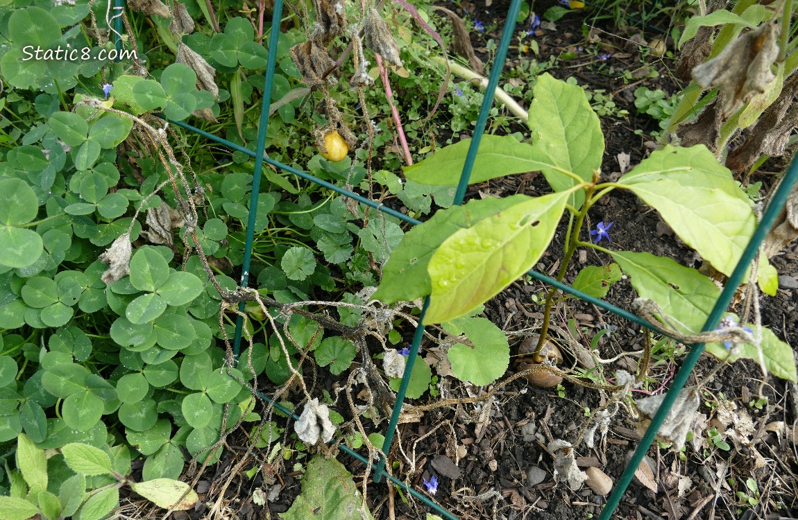 Garden plot
