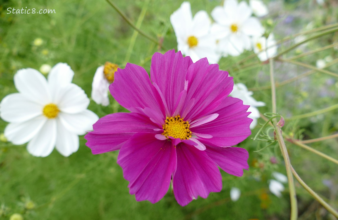 Red violet Cosmos bloom surrounded by white blooms