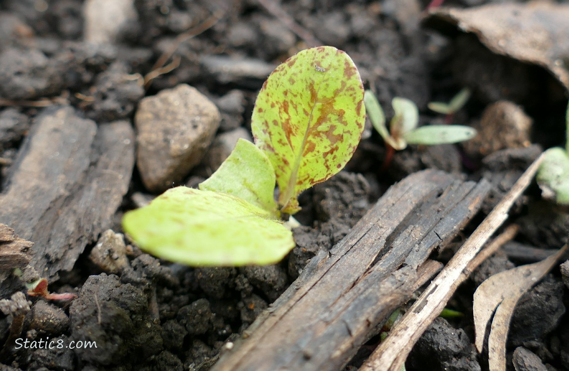 Lettuce seedling growing in the dirt