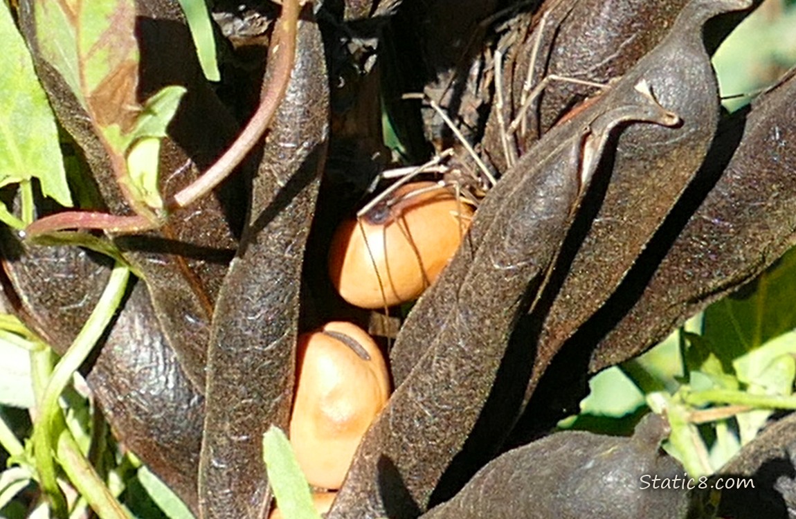 Spider next to Fava beans in their pod