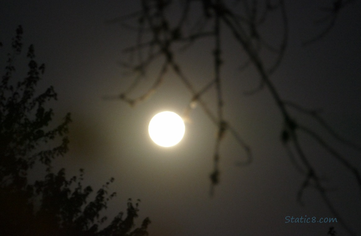 Full moon shining past silhouettes of tree branches